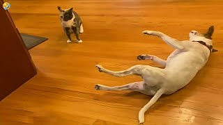 CATS🐱 vs DOGS🐶 The eternal confrontation of best friends 😂 Funniest Animals Videos