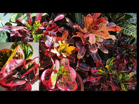 crotons novos raros p/coleção Red Apple 🍎🥰🤗