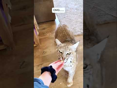 This woman rescued a bobcat caught in a hunter's trap and this happened
