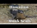 Hawaiian Monk Seal Conservation Knowledge