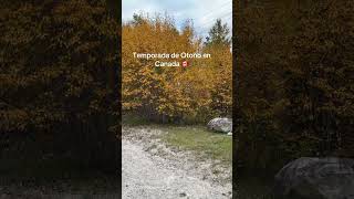 Temporada de otoño canadiense #canada #falls #ontario