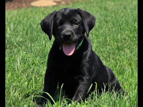 English Labs Akc Ohio For Sale 09 21