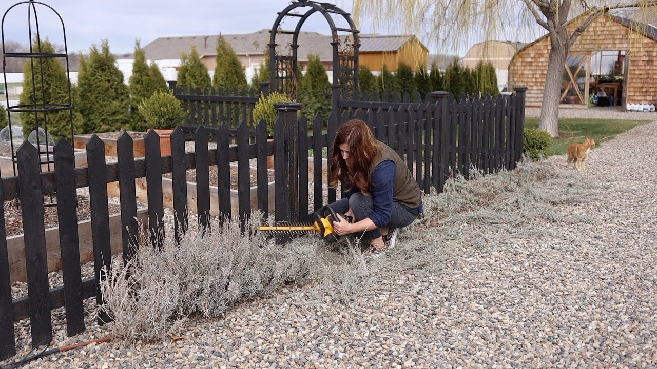 Cutting Back Lavender! #9