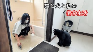 家中ついてくる猫と甘える大型犬！