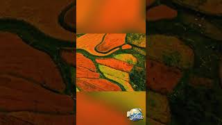 Stunning golden color on Qinghai’s terraced fields