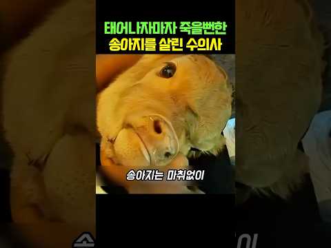 태어나자마자 죽을뻔한 송아지를 살린 수의사