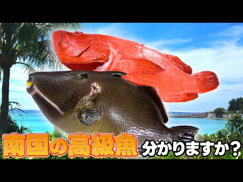 【奄美大島からの贈り物】赤い身が綺麗な魚と鱗がめっちゃ硬い魚を捌いたよ！