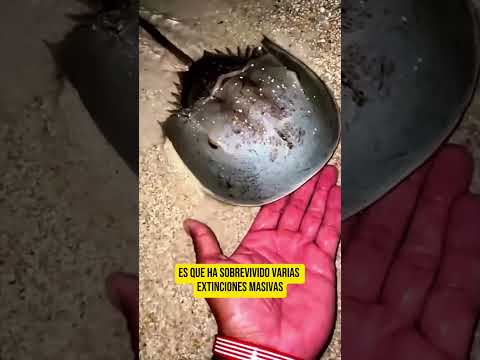 UN FÓSIL VIVIENTE ➡️ EL CANGREJO CACEROLA