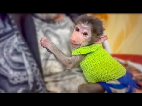 РАСПАКОВОЧКА! Степашка примеряет наряды, а Люся сидит в вольере