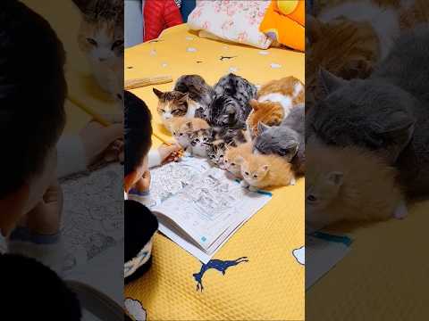 ネッコさん見て癒されたら寝ろｗｗｗ #動物 #ネコ
