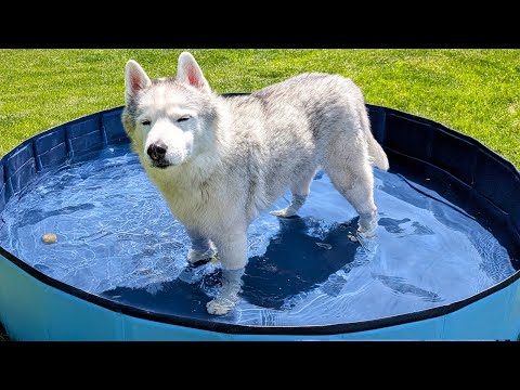 This Dog Prefers the LITTLE Swimming Pool!