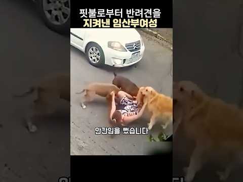 핏불로부터 반려견을 지켜낸 임산부#엄마의 위대한 모성애#리트리버 #핏불