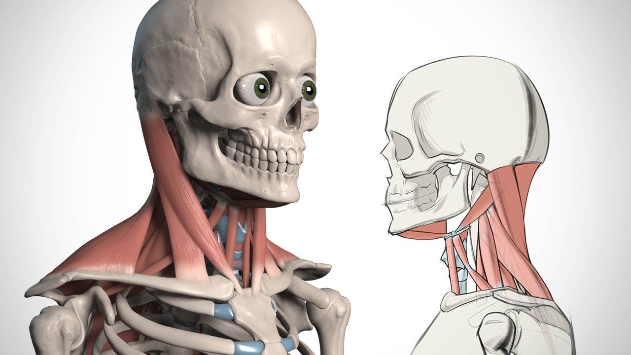 How to Draw the Neck - Anatomy for Artists - Proko