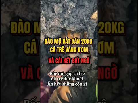 BỐC MỘ BẮT GẦN 20KG CÁ TRÊ VÀNG ƯƠM VÀ CÁU KẾT #phongthuychansucophap #tintuc #phongthuymo