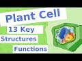 Key Structures of the Plant Cell