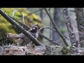 Impact of Wildfires on Yellowstone's Forest Recovery