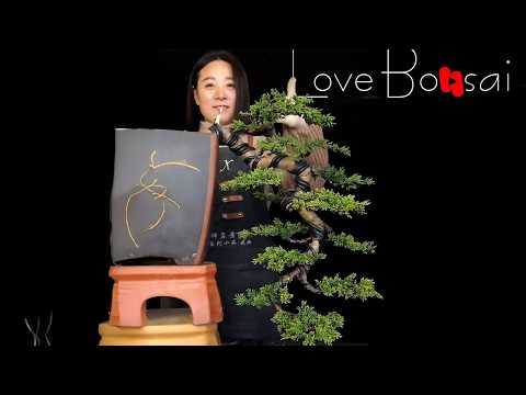 How to bend a bonsai - great bonsai bending skills #254 #bonsai #lovebonsai