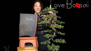 How to bend a bonsai - great bonsai bending skills #254 #bonsai #lovebonsai