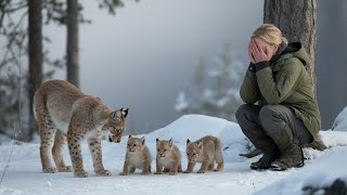 The girl Helped a bobcat mom After Losing Her Cubs — 2 Years Later, Her Action Shocked Everyone