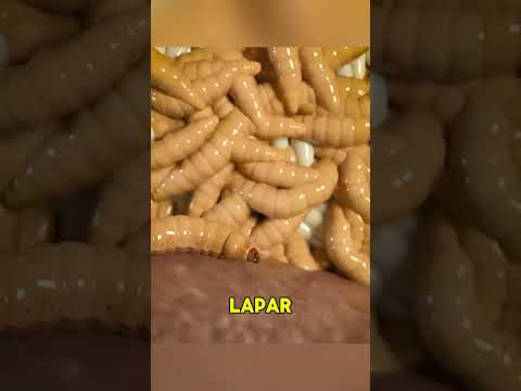 hati hati lalat bertelur ditelinga ❗❗❗