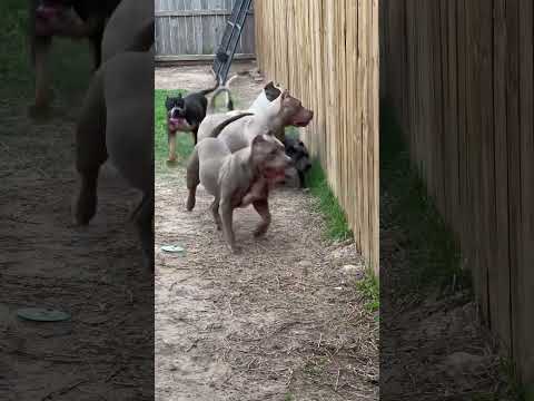 When they come get out the way #nbf #nbfkennel #texas #xlbully #pitbull #xlpitbull #ambully