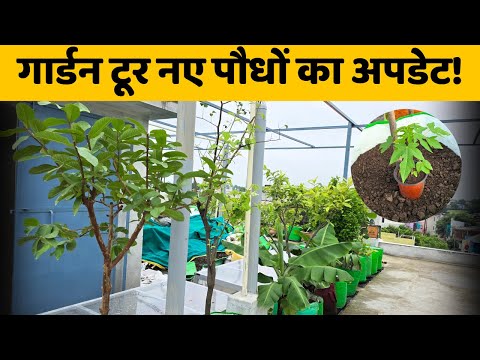 गार्डन टूर नए पौधों का अपडेट! Terrace Garden Tour 🌿Gardening Tips & Plants Update