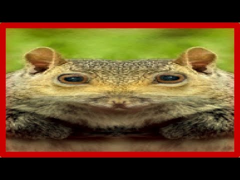 Squirrel Stapler