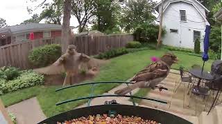 Feathered Frenzy at the Feeder | Live Backyard Bird Cam