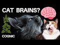 Cat Brain and Intelligence Concepts