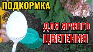 Кормлю этим удобрением гортензии метельчатые для яркого цветения в сентябре 🌺 #floriculture