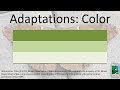 Animal Coloration and Its Functions