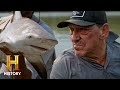 Shark Impact on Ecosystem Dynamics
