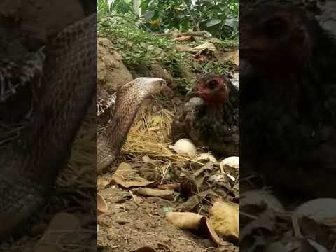Gà mẹ bảo vệ ổ trứng trước rắn hổ mang             #youtube #youtubeshorts #ytshorts #taphoa1985