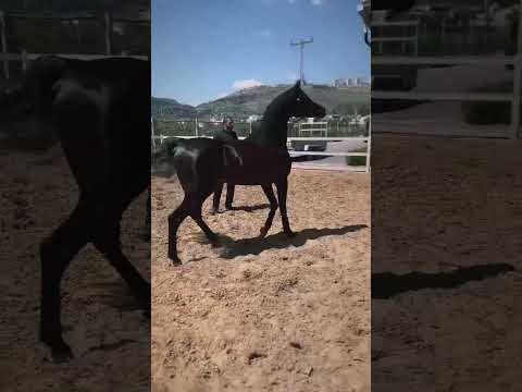 فحل ادهم ماشاء الله الحصان العربي Black Top 2023