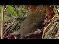 Raja Pitcher Plant Interactions