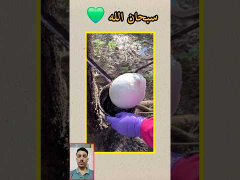 #نباتي #دويتو #fye #القرآن_الكريم #اكسبلور #الطبيعة #في #القرآن #explore #nature #shorts #travel