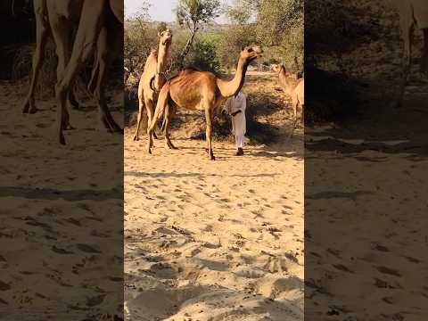 Camel tang kr rha hai #shorts
