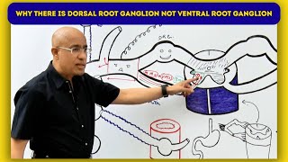 Why does a Dorsal Root Ganglion exist, But not a Ventral Root Ganglion?