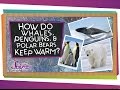 Polar Animals and Their Adaptations