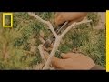 Bonsai and Life: A Deep Dive