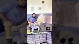 Dieser Löwe ist immer bereit, seinen Besitzer zu beschützen