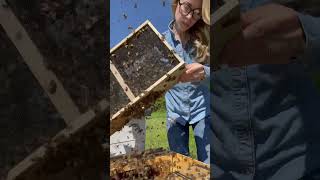 Pouring 3 Pounds of Bees