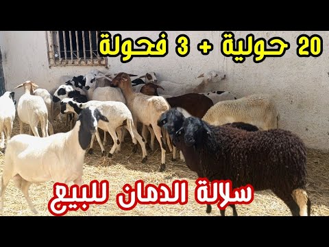الله على (20) حولية دمانية + فحولة أصل للبيع نواحي المهاية للتواصل 0751453158 فرجة ممتعة