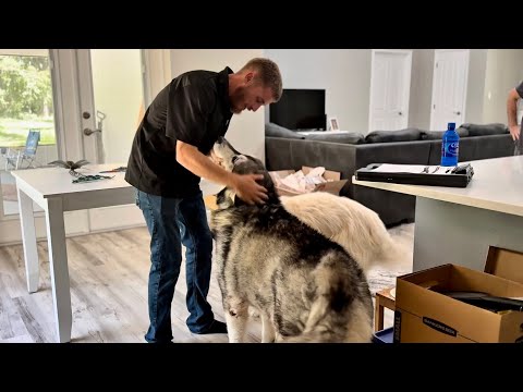 Giant Malamutes and Husky Say Hello