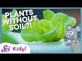 Plant Growth and Soil