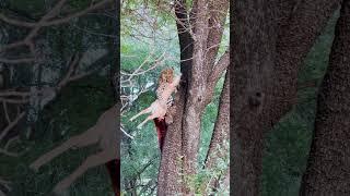 Leopard Strength Tested — Gravity Wins!