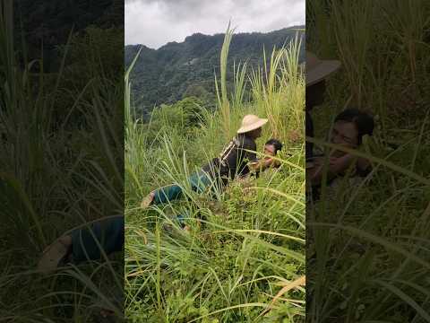 nặng quá không kéo được 🤣🤣