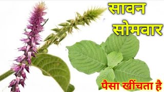 The Importance of Roots in Sawan Somvar