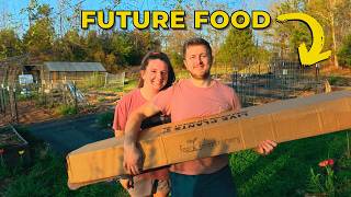 Planting Fruit Trees for Food Security | Calico Cow Acres
