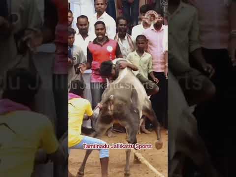 self confidence ? #shortsvideo #viralvideo #jallikattu